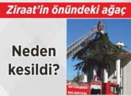 Ziraat’in önündeki ağaç  neden kesildi?