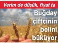 Verim de  düşük, fiyat ta Buğday çiftçinin belini büküyor