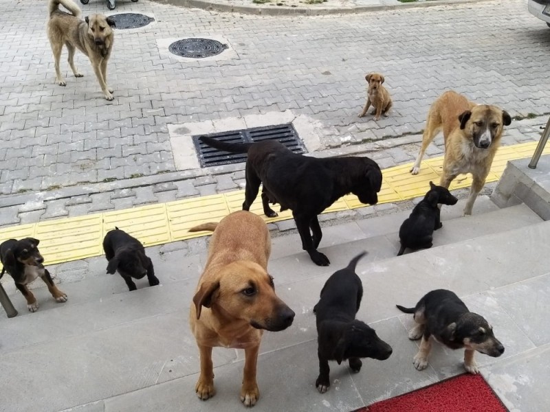 Sokak köpekleri düzenlemesi yasalaştı!