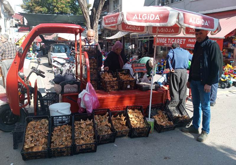 Mantar sezonu başladı